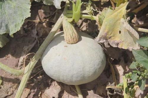 吃新疆的瓜,探寻新疆特色瓜果的魅力