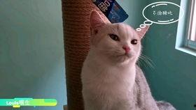 猫可以吃生角瓜吗怎么吃,猫咪的美食新选择，这样吃更健康