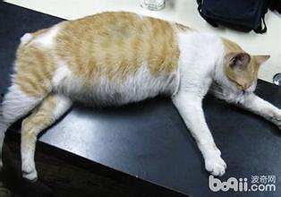 猫可以吃生角瓜吗怎么吃,猫咪的美食新选择,这样吃更健康