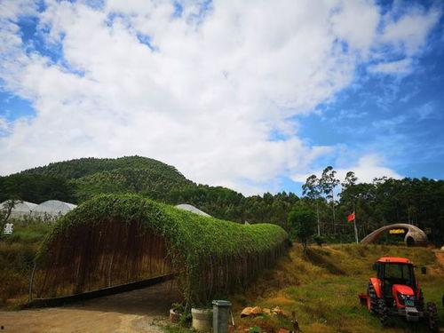 坪山吃瓜,品味夏日田园风情